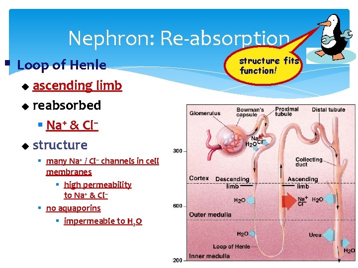 Nephron: Re-absorption § Loop of Henle ascending limb u reabsorbed § Na+ & Cl–