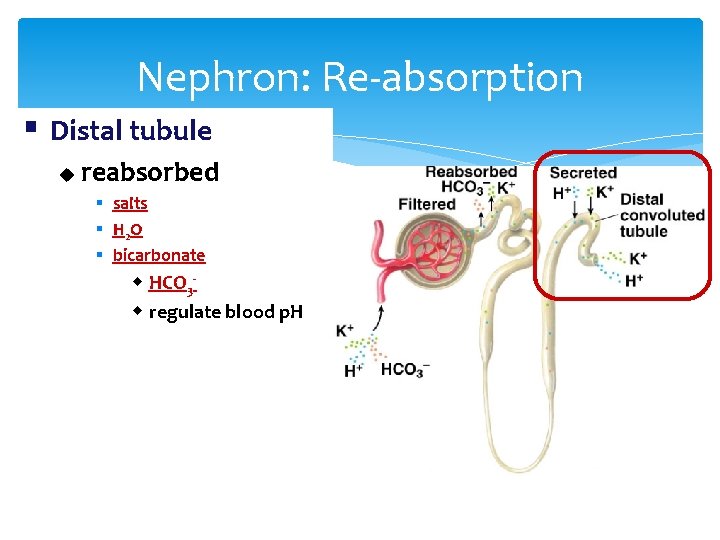 Nephron: Re-absorption § Distal tubule u reabsorbed § salts § H 2 O §