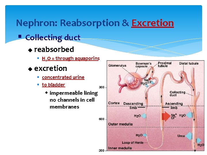Nephron: Reabsorption & Excretion § Collecting duct u reabsorbed § H 2 O =