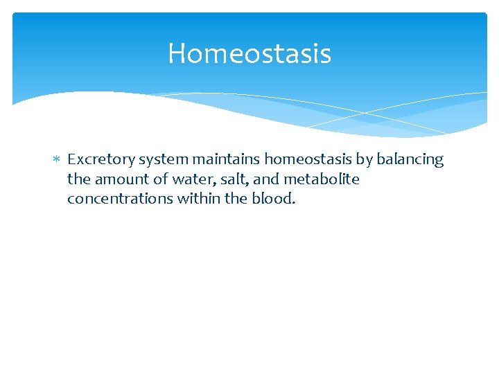 Homeostasis Excretory system maintains homeostasis by balancing the amount of water, salt, and metabolite