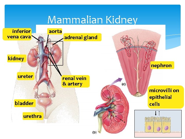 Mammalian Kidney inferior vena cava aorta adrenal gland kidney ureter bladder urethra nephron renal