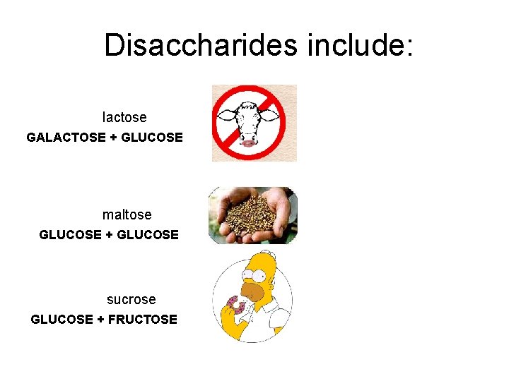 Disaccharides include: lactose GALACTOSE + GLUCOSE maltose GLUCOSE + GLUCOSE sucrose GLUCOSE + FRUCTOSE