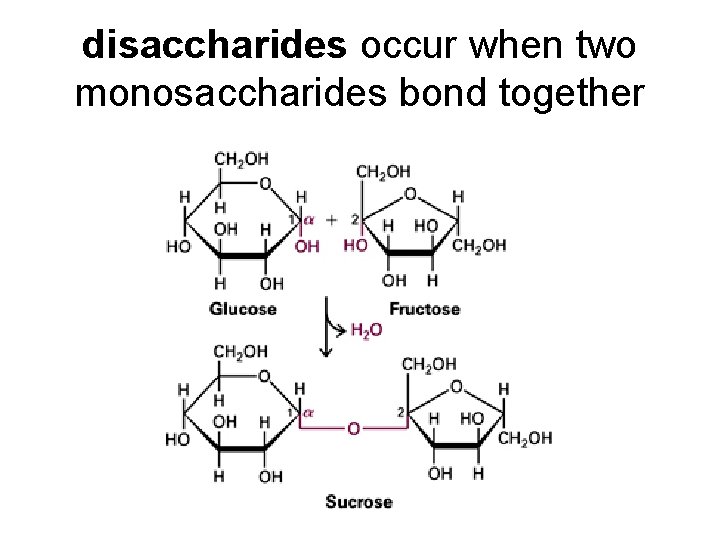 disaccharides occur when two monosaccharides bond together 