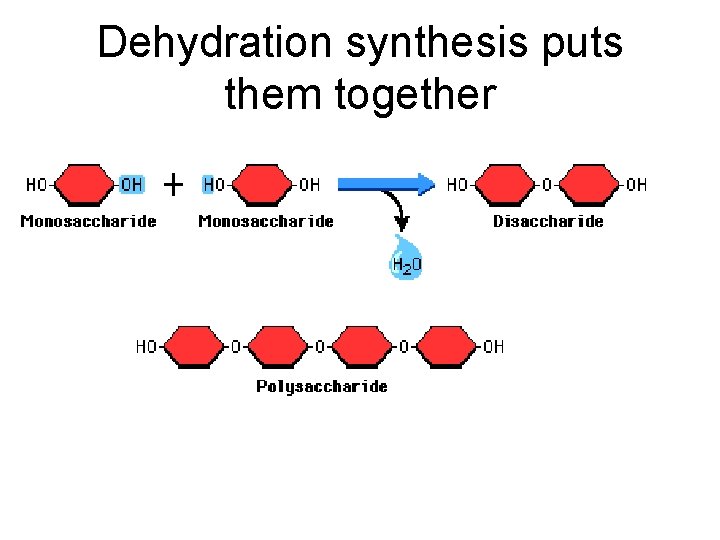 Dehydration synthesis puts them together 
