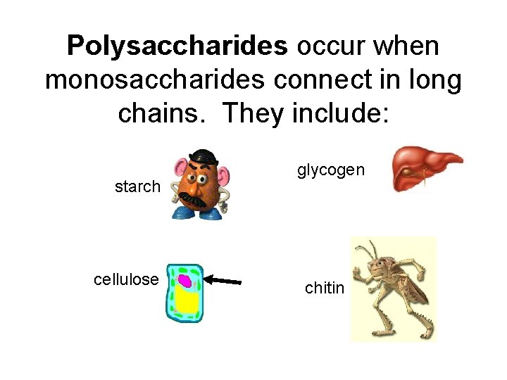 Polysaccharides occur when monosaccharides connect in long chains. They include: starch cellulose glycogen chitin