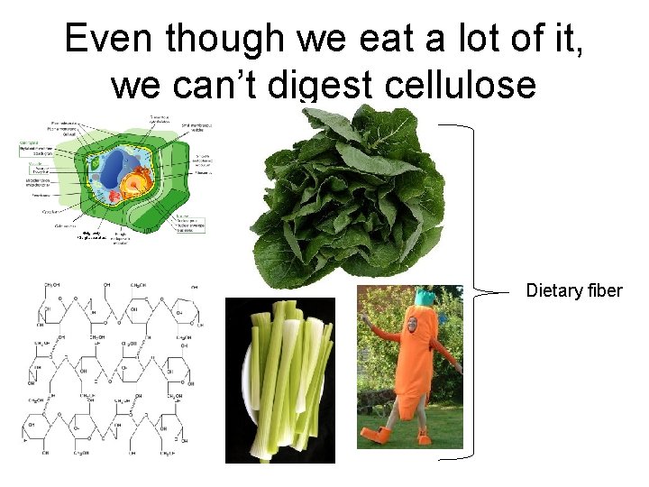 Even though we eat a lot of it, we can’t digest cellulose Dietary fiber