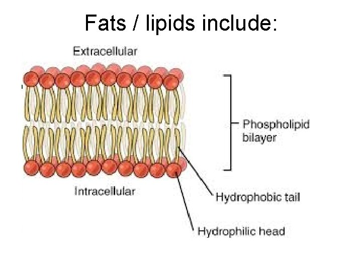 Fats / lipids include: Phospholipids 