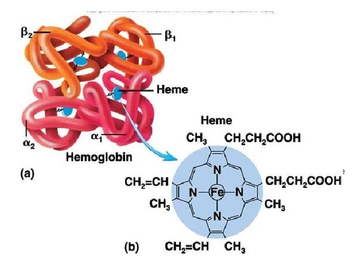 Where would you find iron in a macromolecule? 
