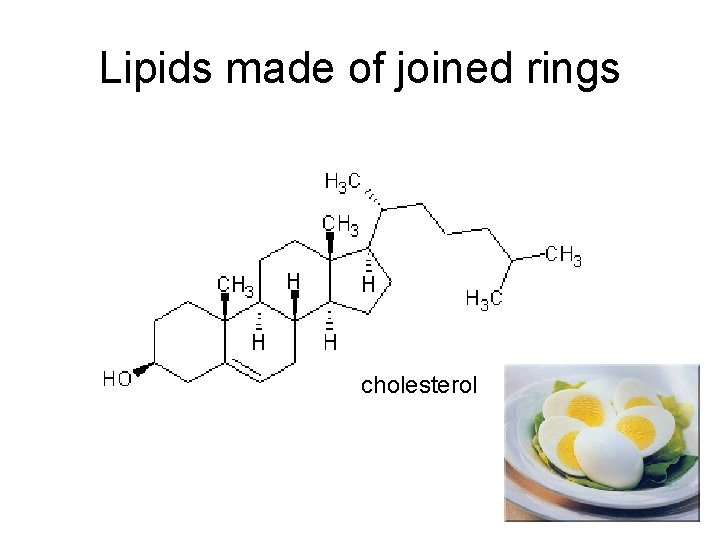 Lipids made of joined rings cholesterol 