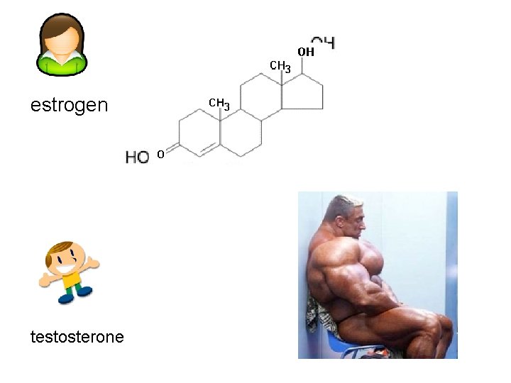 estrogen testosterone 