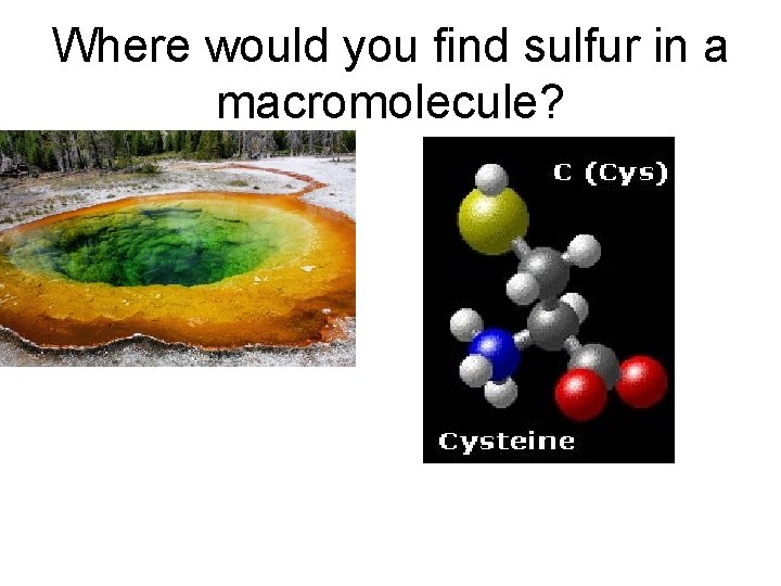 Where would you find sulfur in a macromolecule? 