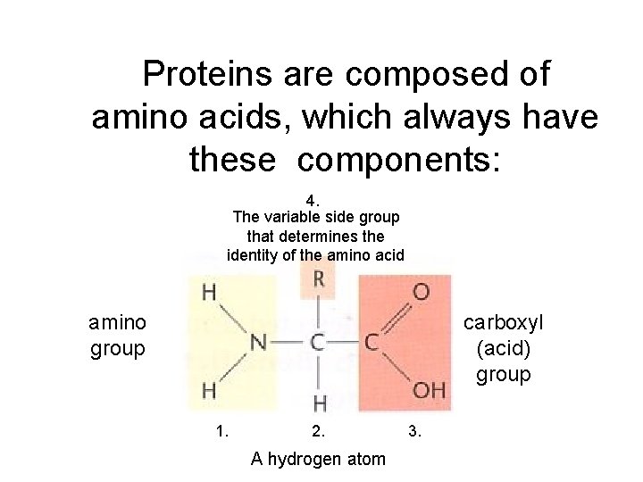 Proteins are composed of amino acids, which always have these components: 4. The variable