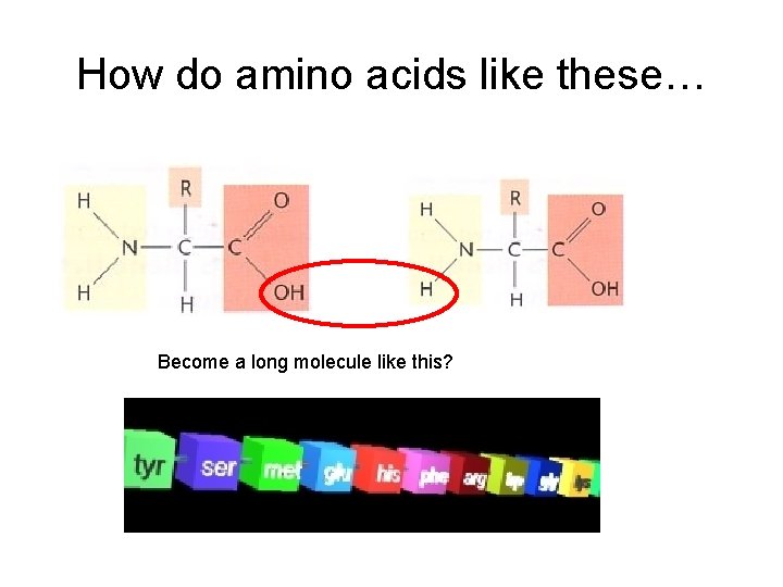 How do amino acids like these… Become a long molecule like this? 