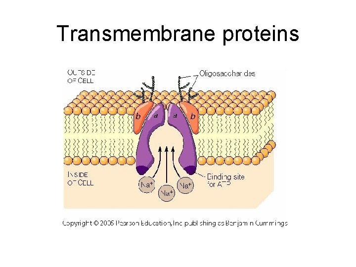 Transmembrane proteins 