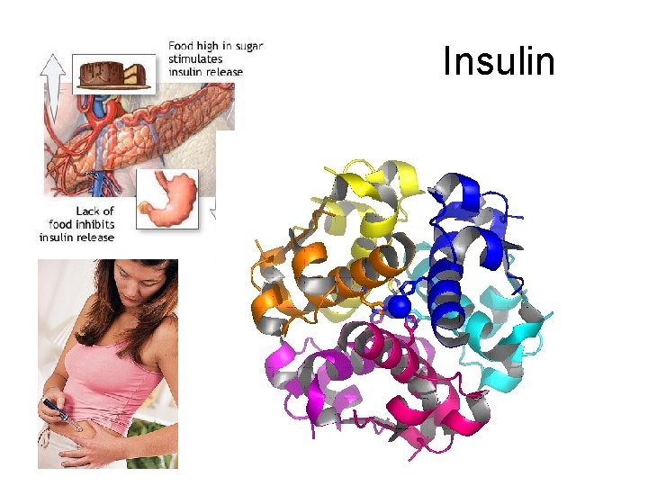 Insulin 