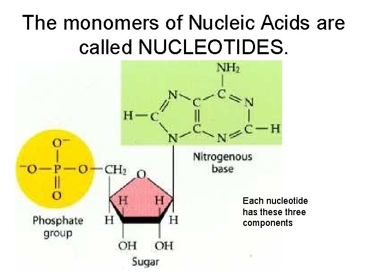 The monomers of Nucleic Acids are called NUCLEOTIDES. Each nucleotide has these three components