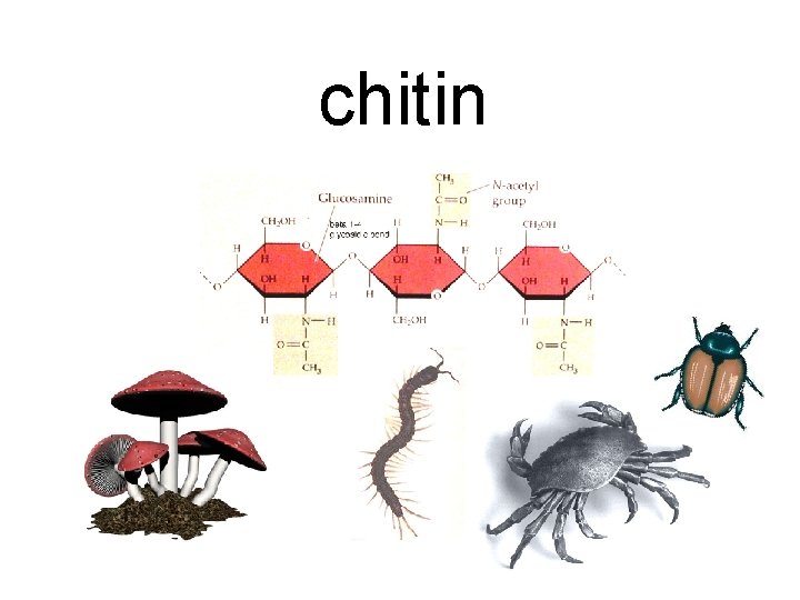chitin 