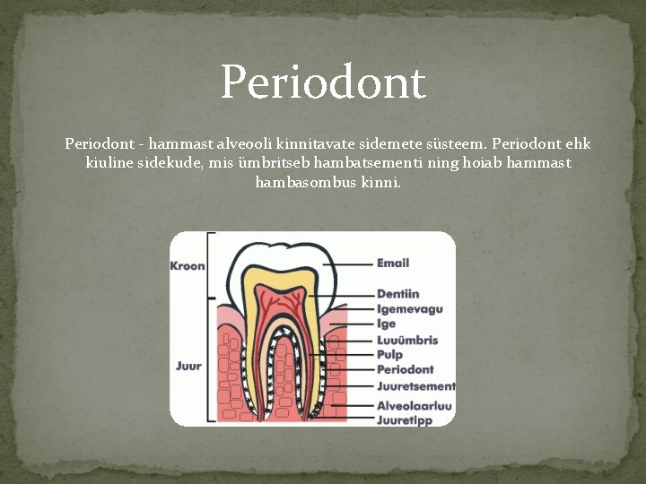 Periodont - hammast alveooli kinnitavate sidemete süsteem. Periodont ehk kiuline sidekude, mis ümbritseb hambatsementi