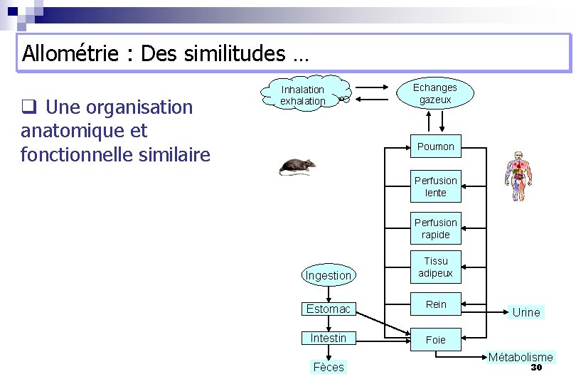 Allométrie : Des similitudes … q Une organisation anatomique et fonctionnelle similaire Inhalation exhalation