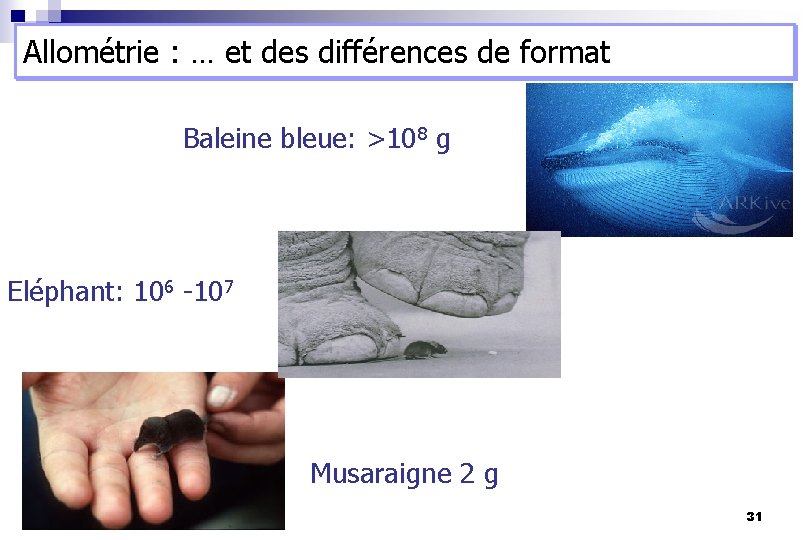 Allométrie : … et des différences de format Baleine bleue: >108 g Eléphant: 106