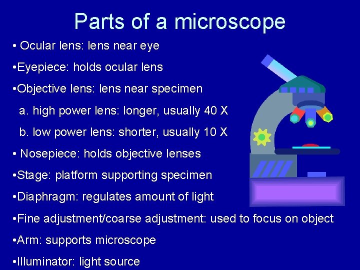 Parts of a microscope • Ocular lens: lens near eye • Eyepiece: holds ocular