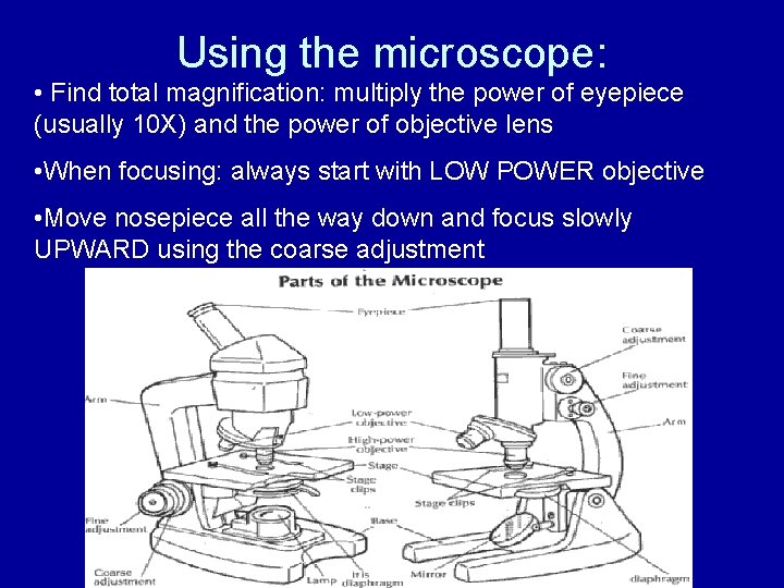 Using the microscope: • Find total magnification: multiply the power of eyepiece (usually 10