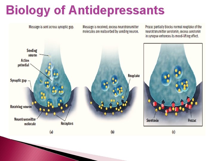 Biology of Antidepressants 