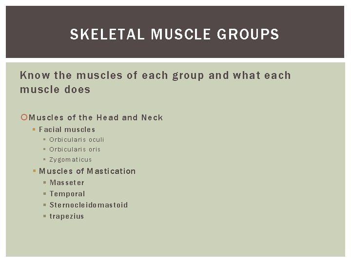 SKELETAL MUSCLE GROUPS Know the muscles of each group and what each muscle does