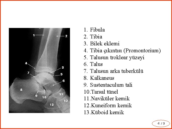 1. Fibula 2. Tibia 3. Bilek eklemi 4. Tibia çıkıntısı (Promontorium) 5. Talusun troklear