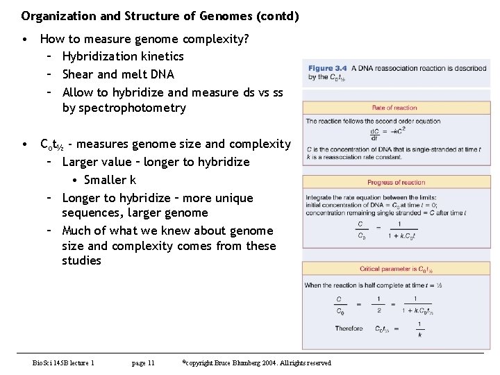 Organization and Structure of Genomes (contd) • How to measure genome complexity? – Hybridization