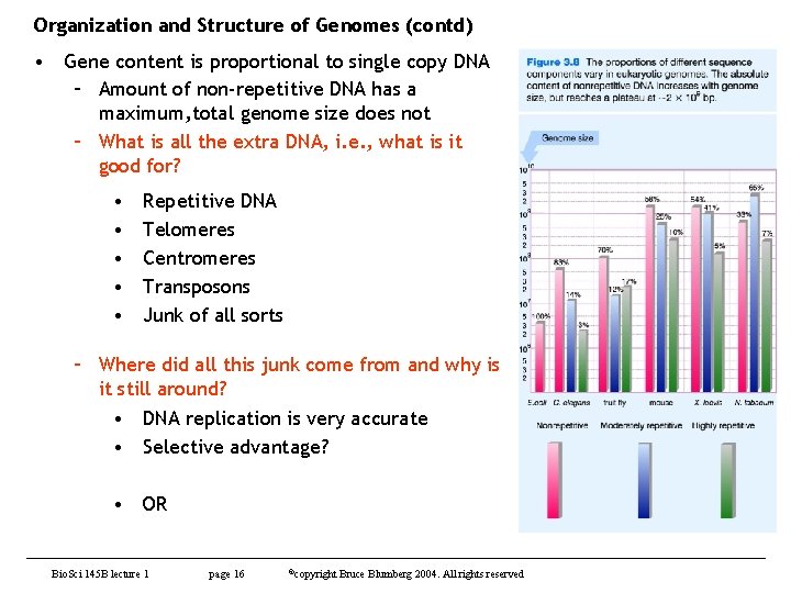 Organization and Structure of Genomes (contd) • Gene content is proportional to single copy
