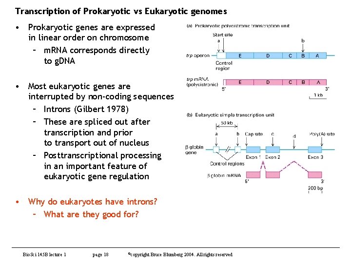 Transcription of Prokaryotic vs Eukaryotic genomes • Prokaryotic genes are expressed in linear order