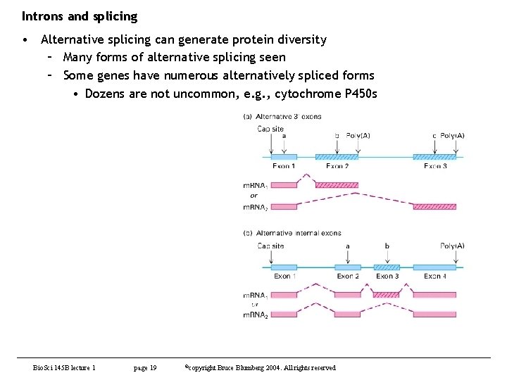 Introns and splicing • Alternative splicing can generate protein diversity – Many forms of
