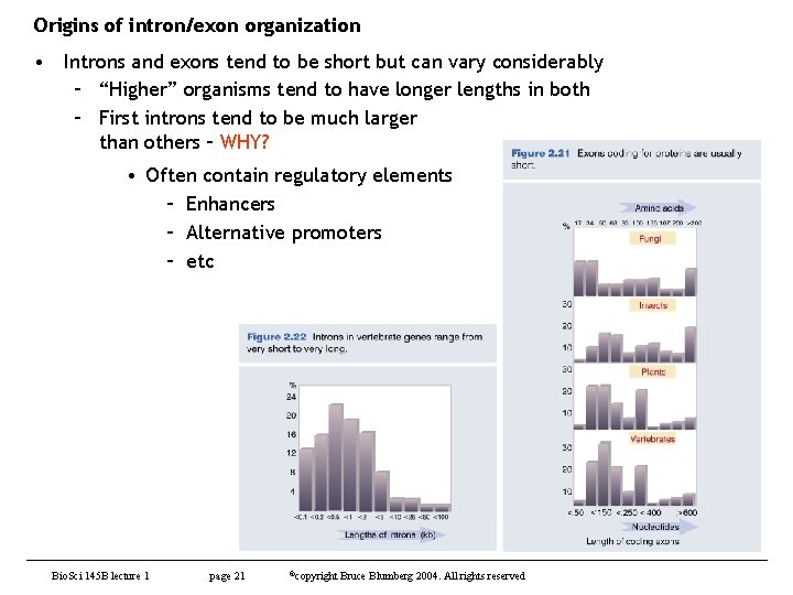 Origins of intron/exon organization • Introns and exons tend to be short but can