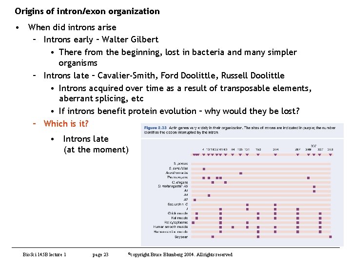 Origins of intron/exon organization • When did introns arise – Introns early – Walter