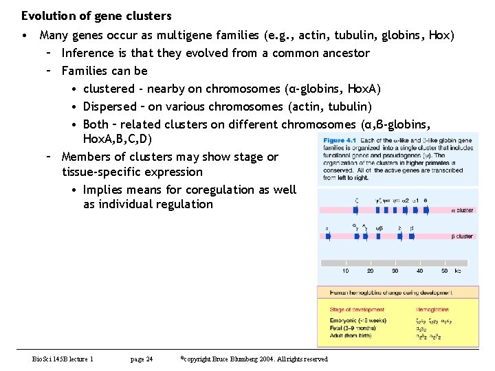 Evolution of gene clusters • Many genes occur as multigene families (e. g. ,