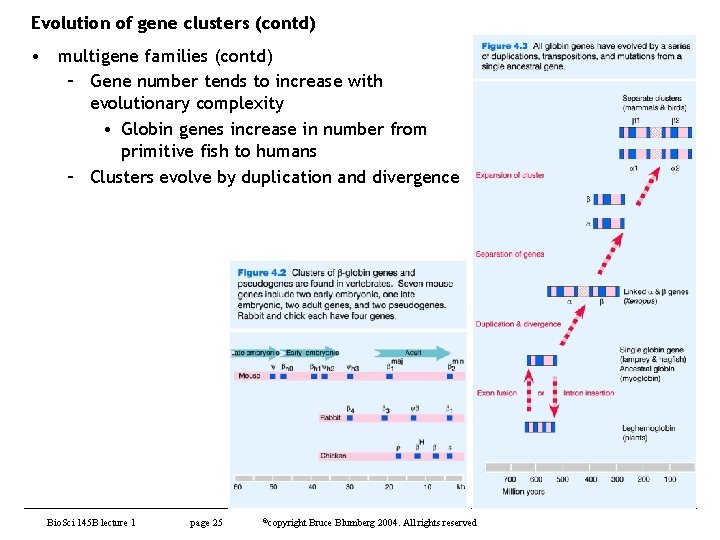 Evolution of gene clusters (contd) • multigene families (contd) – Gene number tends to