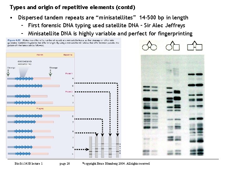 Types and origin of repetitive elements (contd) • Dispersed tandem repeats are “minisatellites” 14