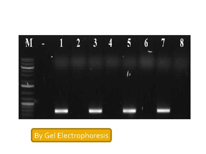 By Gel Electrophoresis 