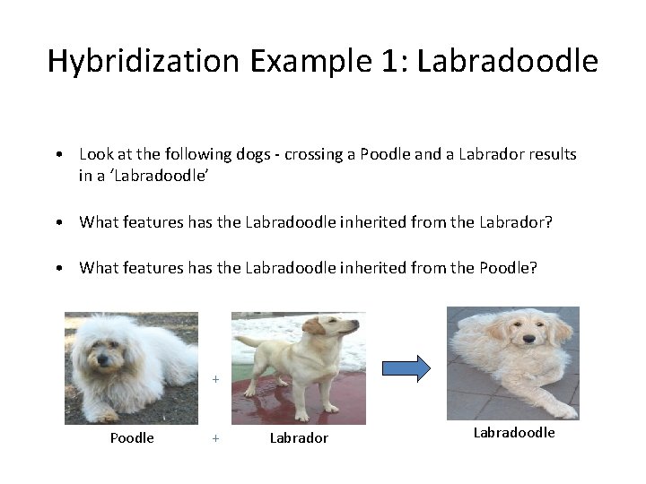 Hybridization Example 1: Labradoodle • Look at the following dogs - crossing a Poodle