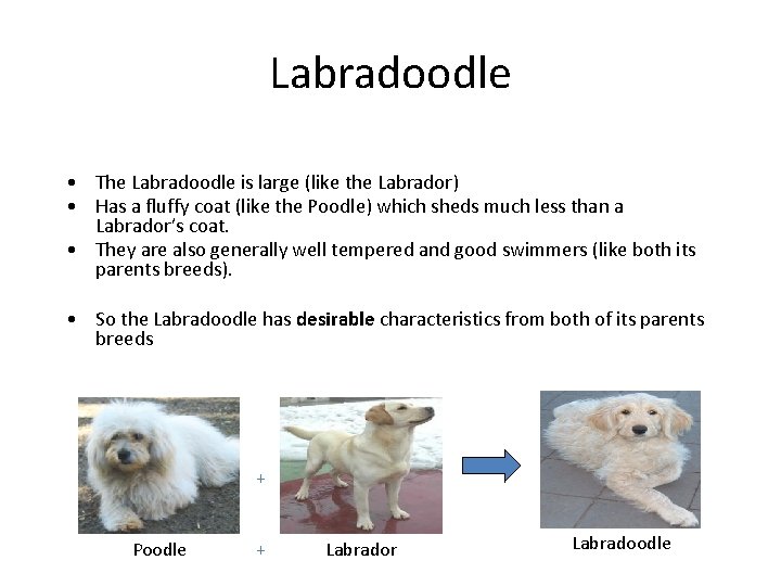 Labradoodle • The Labradoodle is large (like the Labrador) • Has a fluffy coat