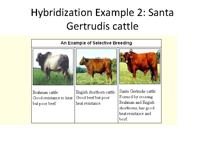 Hybridization Example 2: Santa Gertrudis cattle 