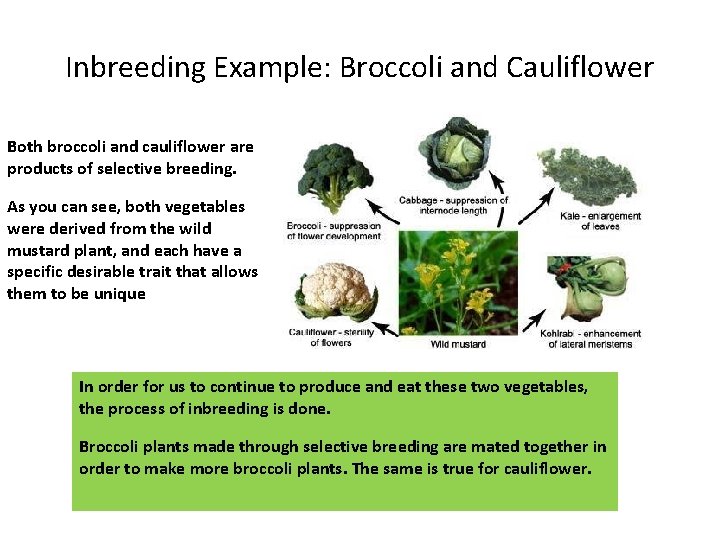 Inbreeding Example: Broccoli and Cauliflower Both broccoli and cauliflower are products of selective breeding.
