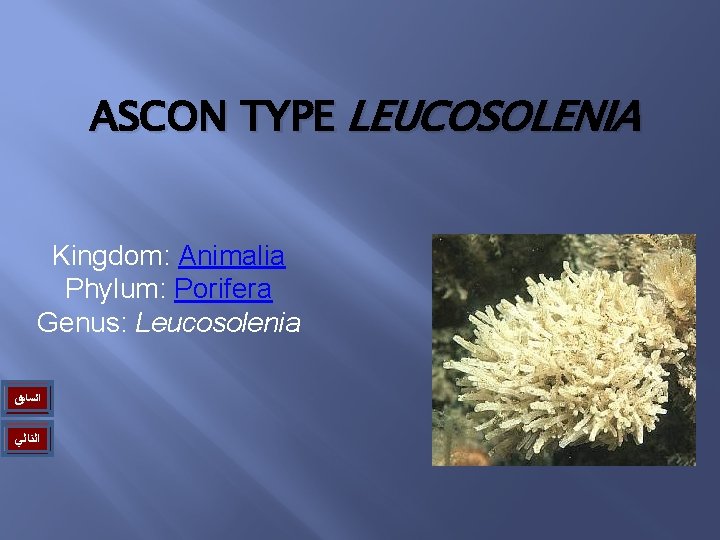 ASCON TYPE LEUCOSOLENIA Kingdom: Animalia Phylum: Porifera Genus: Leucosolenia ﺍﻟﺴﺎﺑﻖ ﺍﻟﺘﺎﻟﻲ 