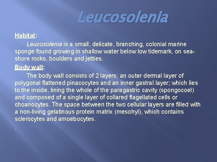 Leucosolenia Habitat: Leucosolenia is a small, delicate, branching, colonial marine sponge found growing in