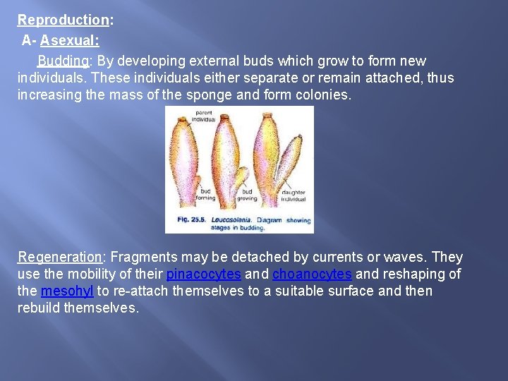 Reproduction: A- Asexual: Budding: By developing external buds which grow to form new individuals.