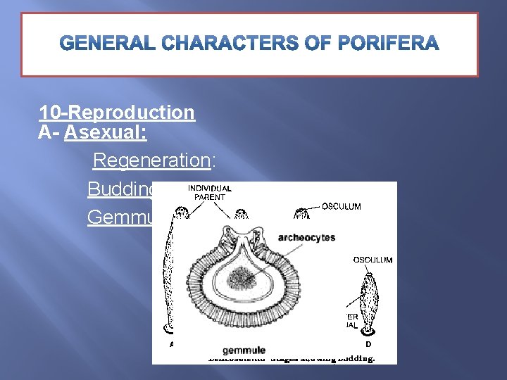 10 -Reproduction A- Asexual: Regeneration: Budding: Gemmule formation: 