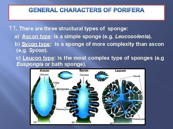11. There are three structural types of sponge: a) Ascon type: is a simple