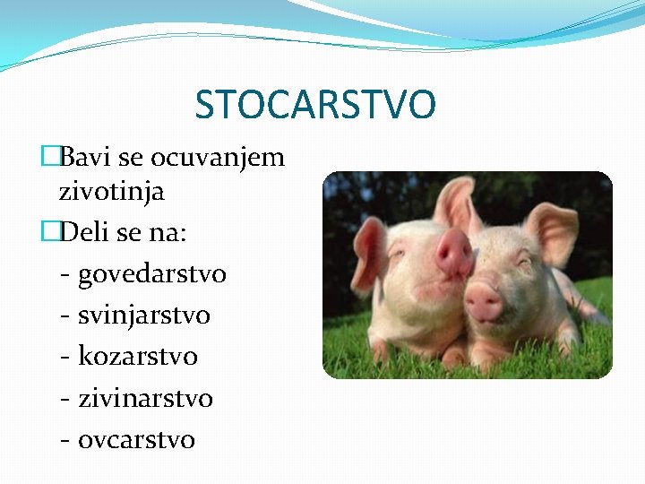 STOCARSTVO �Bavi se ocuvanjem zivotinja �Deli se na: - govedarstvo - svinjarstvo - kozarstvo