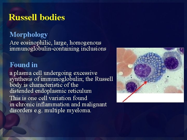 Russell bodies Morphology Are eosinophilic, large, homogenous immunoglobulin-containing inclusions Found in a plasma cell